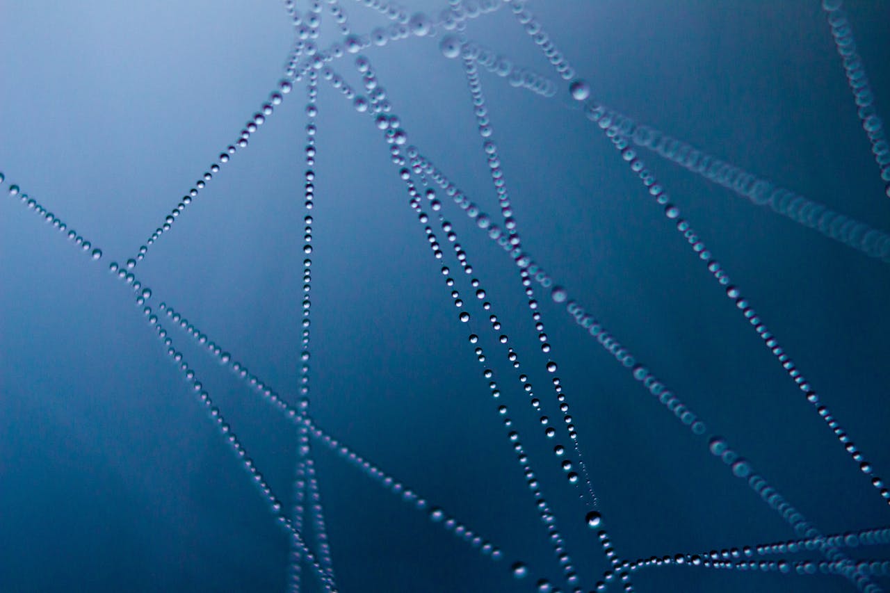 services-07 Close-up of water droplets on a web against a dark background, showcasing natures symmetry.